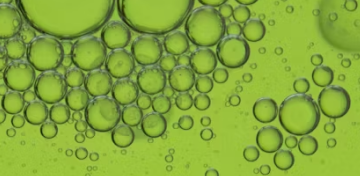 chlorella